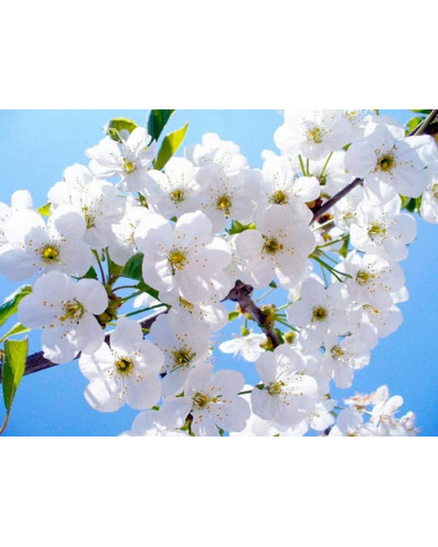 Черешня колоновидна ‘Квін Мері’|Prunus avium ‘Queen Mary’|Черешня колоновидная ‘Квин Мэри’