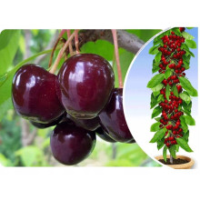 Черешня колоновидна ‘Квін Мері’|Prunus avium ‘Queen Mary’|Черешня колоновидная ‘Квин Мэри’