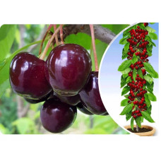 Черешня колоновидна ‘Квін Мері’|Prunus avium ‘Queen Mary’|Черешня колоновидная ‘Квин Мэри’