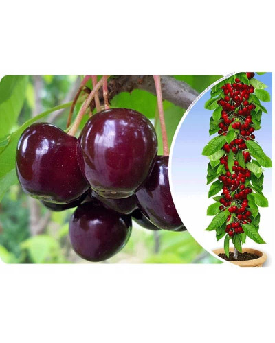 Черешня колоновидна ‘Квін Мері’|Prunus avium ‘Queen Mary’|Черешня колоновидная ‘Квин Мэри’