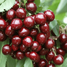 Черешня колоновидна ‘Квін Мері’|Prunus avium ‘Queen Mary’|Черешня колоновидная ‘Квин Мэри’