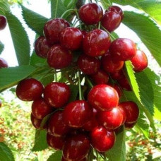 Черешня колоновидна ‘Квін Мері’|Prunus avium ‘Queen Mary’|Черешня колоновидная ‘Квин Мэри’