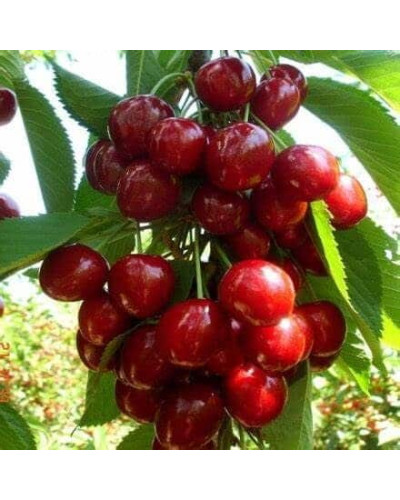 Черешня колоновидна ‘Квін Мері’|Prunus avium ‘Queen Mary’|Черешня колоновидная ‘Квин Мэри’