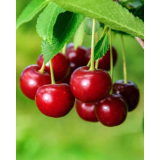 Черешня колоновидна ‘Квін Мері’|Prunus avium ‘Queen Mary’|Черешня колоновидная ‘Квин Мэри’