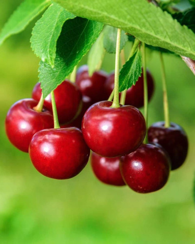 Черешня колоновидна ‘Квін Мері’|Prunus avium ‘Queen Mary’|Черешня колоновидная ‘Квин Мэри’