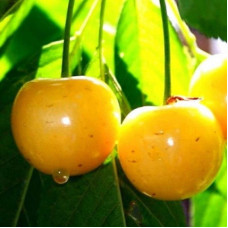 Черешня Дачниця (жовта, середня) | Черешня Дачница (желтая, средняя) | Prunus avium Dachnica