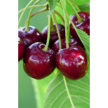 Черешня Гігантелла / Гігант Ред (середня) | Prunus avium Giantella / Giant Red (middle) | Черешня Гигантелла / Гигант Ред (средняя)