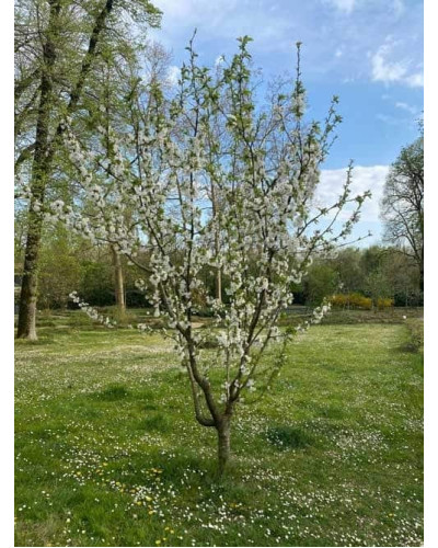 Черешня Гігантелла / Гігант Ред (середня) | Prunus avium Giantella / Giant Red (middle) | Черешня Гигантелла / Гигант Ред (средняя)
