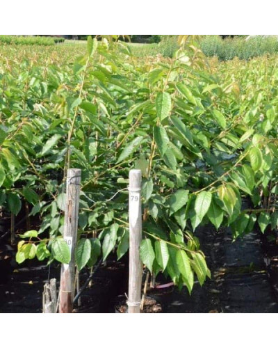 Черешня Гігантелла / Гігант Ред (середня) | Prunus avium Giantella / Giant Red (middle) | Черешня Гигантелла / Гигант Ред (средняя)