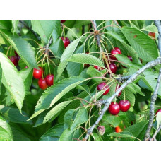 Черешня Гігантелла / Гігант Ред (середня) | Prunus avium Giantella / Giant Red (middle) | Черешня Гигантелла / Гигант Ред (средняя)