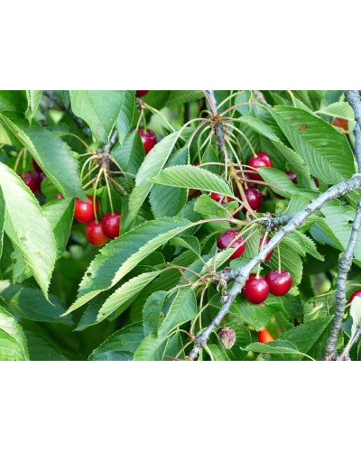 Черешня Гігантелла / Гігант Ред (середня) | Prunus avium Giantella / Giant Red (middle) | Черешня Гигантелла / Гигант Ред (средняя)