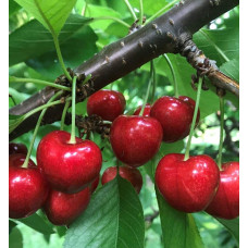 Черешня Гігантелла / Гігант Ред (середня) | Prunus avium Giantella / Giant Red (middle) | Черешня Гигантелла / Гигант Ред (средняя)