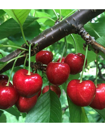 Черешня Гігантелла / Гігант Ред (середня) | Prunus avium Giantella / Giant Red (middle) | Черешня Гигантелла / Гигант Ред (средняя)