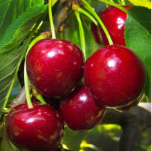 Черешня Гігантелла / Гігант Ред (середня) | Prunus avium Giantella / Giant Red (middle) | Черешня Гигантелла / Гигант Ред (средняя)