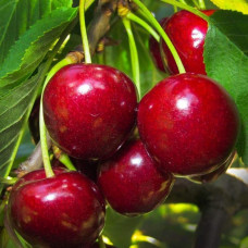 Черешня Гігантелла / Гігант Ред (середня) | Prunus avium Giantella / Giant Red (middle) | Черешня Гигантелла / Гигант Ред (средняя)