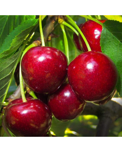 Черешня Гігантелла / Гігант Ред (середня) | Prunus avium Giantella / Giant Red (middle) | Черешня Гигантелла / Гигант Ред (средняя)