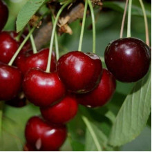 Черешня Гігантелла / Гігант Ред (середня) | Prunus avium Giantella / Giant Red (middle) | Черешня Гигантелла / Гигант Ред (средняя)