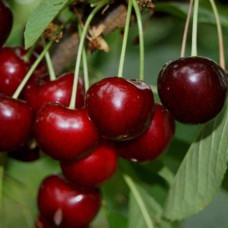 Черешня Гігантелла / Гігант Ред (середня) | Prunus avium Giantella / Giant Red (middle) | Черешня Гигантелла / Гигант Ред (средняя)