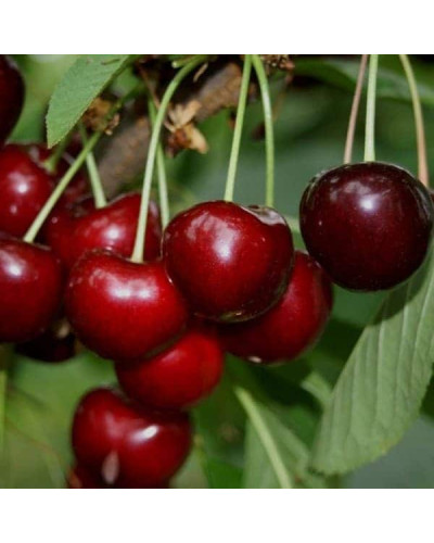 Черешня Гігантелла / Гігант Ред (середня) | Prunus avium Giantella / Giant Red (middle) | Черешня Гигантелла / Гигант Ред (средняя)