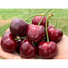 Черешня Гігантелла / Гігант Ред (середня) | Prunus avium Giantella / Giant Red (middle) | Черешня Гигантелла / Гигант Ред (средняя)