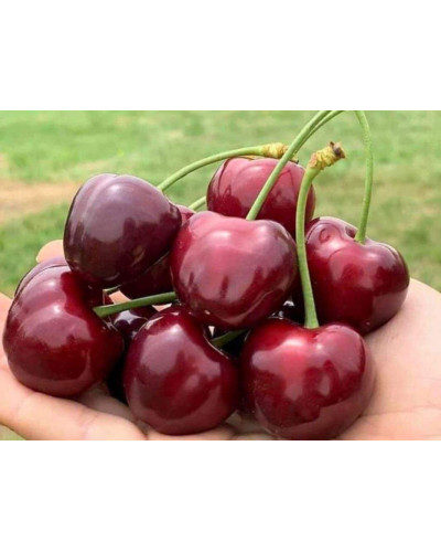 Черешня Гігантелла / Гігант Ред (середня) | Prunus avium Giantella / Giant Red (middle) | Черешня Гигантелла / Гигант Ред (средняя)