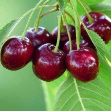 Черешня Гігантелла / Гігант Ред (середня) | Prunus avium Giantella / Giant Red (middle) | Черешня Гигантелла / Гигант Ред (средняя)