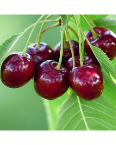 Черешня Гігантелла / Гігант Ред (середня) | Prunus avium Giantella / Giant Red (middle) | Черешня Гигантелла / Гигант Ред (средняя)