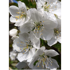 Черешня Гігантелла / Гігант Ред (середня) | Prunus avium Giantella / Giant Red (middle) | Черешня Гигантелла / Гигант Ред (средняя)