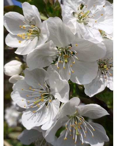 Черешня Гігантелла / Гігант Ред (середня) | Prunus avium Giantella / Giant Red (middle) | Черешня Гигантелла / Гигант Ред (средняя)