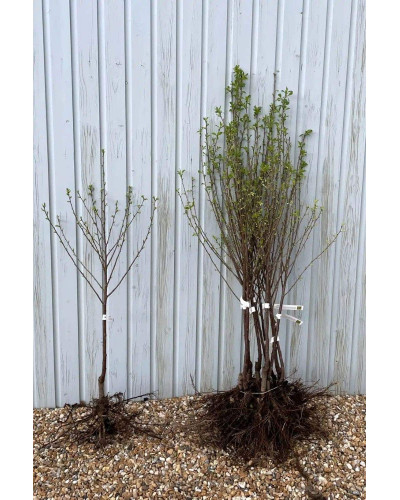 Черешня Блек Стар (середня) | Prunus avium Black Star (middle) | Черешня Блэк Стар (средняя)