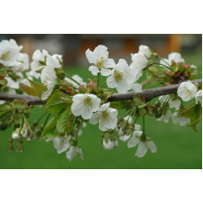 Черешня Блек Стар (середня) | Prunus avium Black Star (middle) | Черешня Блэк Стар (средняя)