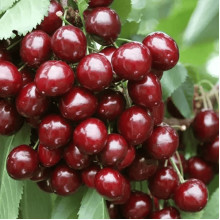 Черешня Блек Стар (середня) | Prunus avium Black Star (middle) | Черешня Блэк Стар (средняя)