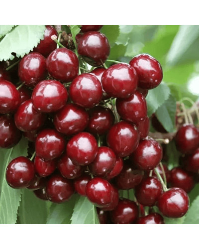 Черешня Блек Стар (середня) | Prunus avium Black Star (middle) | Черешня Блэк Стар (средняя)