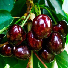 Черешня Блек Стар (середня) | Prunus avium Black Star (middle) | Черешня Блэк Стар (средняя)