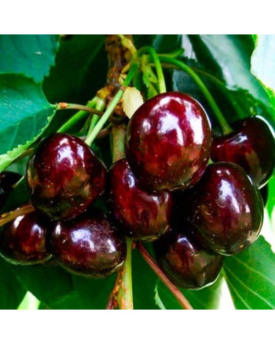 Черешня Блек Стар (середня) | Prunus avium Black Star (middle) | Черешня Блэк Стар (средняя)