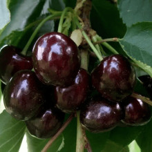 Черешня Блек Стар (середня) | Prunus avium Black Star (middle) | Черешня Блэк Стар (средняя)