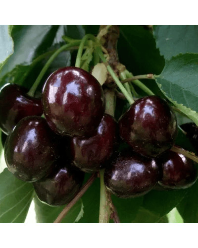 Черешня Блек Стар (середня) | Prunus avium Black Star (middle) | Черешня Блэк Стар (средняя)