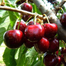 Черешня Блек Стар (середня) | Prunus avium Black Star (middle) | Черешня Блэк Стар (средняя)