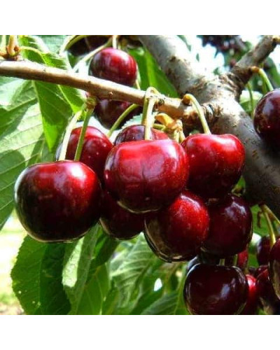 Черешня Блек Стар (середня) | Prunus avium Black Star (middle) | Черешня Блэк Стар (средняя)