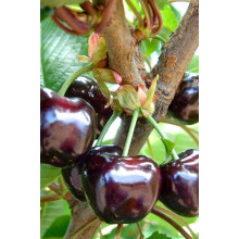 Черешня ‘Бігарро Беккеро’|Prunus avium ‘Bigarreau Becker’|Черешня ‘Бігарро Беккеро’