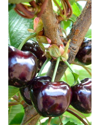 Черешня ‘Бігарро Беккеро’|Prunus avium ‘Bigarreau Becker’|Черешня ‘Бігарро Беккеро’