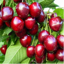 Черешня ‘Бігарро Беккеро’|Prunus avium ‘Bigarreau Becker’|Черешня ‘Бігарро Беккеро’