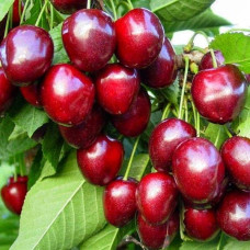 Черешня ‘Бігарро Беккеро’|Prunus avium ‘Bigarreau Becker’|Черешня ‘Бігарро Беккеро’
