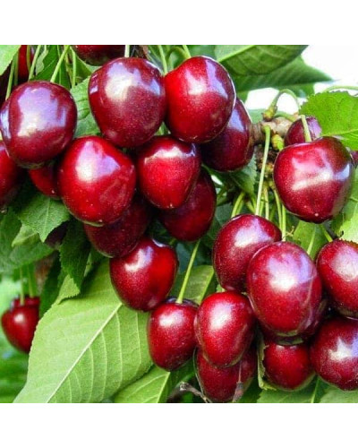 Черешня ‘Бігарро Беккеро’|Prunus avium ‘Bigarreau Becker’|Черешня ‘Бігарро Беккеро’