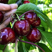 Черешня ‘Бігарро Беккеро’|Prunus avium ‘Bigarreau Becker’|Черешня ‘Бігарро Беккеро’
