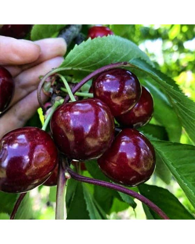 Черешня ‘Бігарро Беккеро’|Prunus avium ‘Bigarreau Becker’|Черешня ‘Бігарро Беккеро’