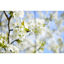 Черешня ‘Бігарро Беккеро’|Prunus avium ‘Bigarreau Becker’|Черешня ‘Бігарро Беккеро’