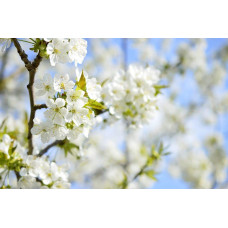 Черешня ‘Бігарро Беккеро’|Prunus avium ‘Bigarreau Becker’|Черешня ‘Бігарро Беккеро’