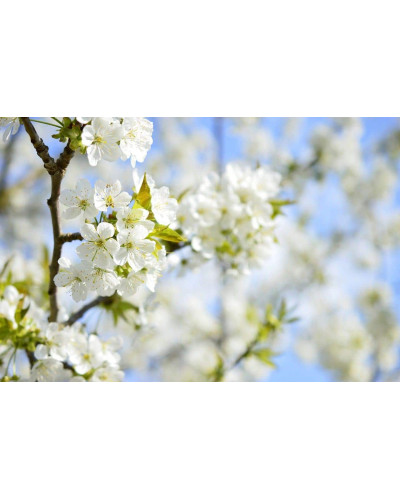 Черешня ‘Бігарро Беккеро’|Prunus avium ‘Bigarreau Becker’|Черешня ‘Бігарро Беккеро’