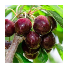 Черешня ‘Бігарро Беккеро’|Prunus avium ‘Bigarreau Becker’|Черешня ‘Бігарро Беккеро’